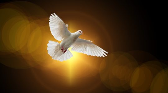 Bisschoppen schrijven brief over vrede en gerechtigheid in deze tijden van onrust en conflicten