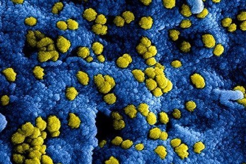 Uitgelicht: Coronavirus