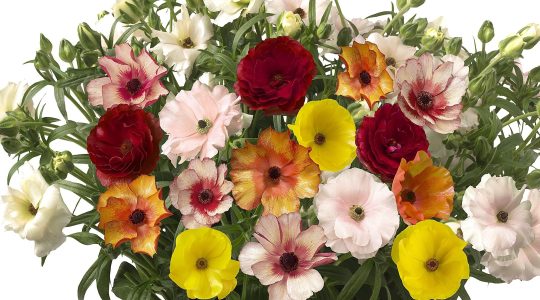 Nederlandse bloemen met Pasen op het Sint-Pietersplein in kleuren van het Heilig Jaar